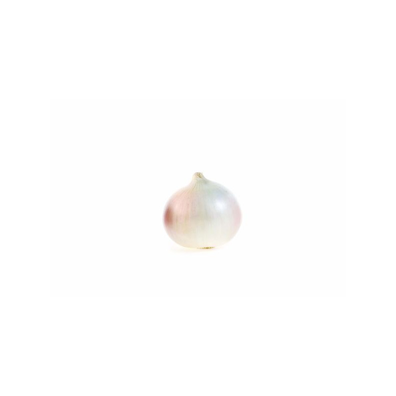 Oignons blancs 14/21 500g à planter de Bernard - pomme de terre  dans Oignon - Ail - echalote à semer