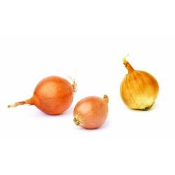 Oignons stuttgarter riesen 14/21 500g à planter de Bernard - pomme de terre  dans Oignon - Ail - echalote à semer
