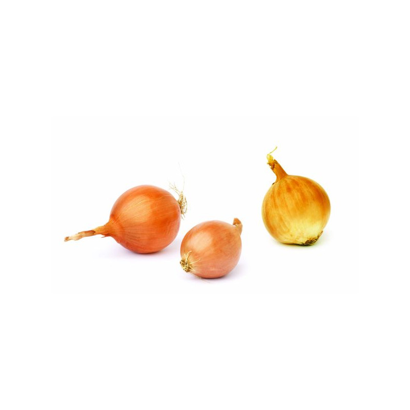 Oignons stuttgarter riesen 14/21 500g à planter de Bernard - pomme de terre  dans Oignon - Ail - echalote à semer
