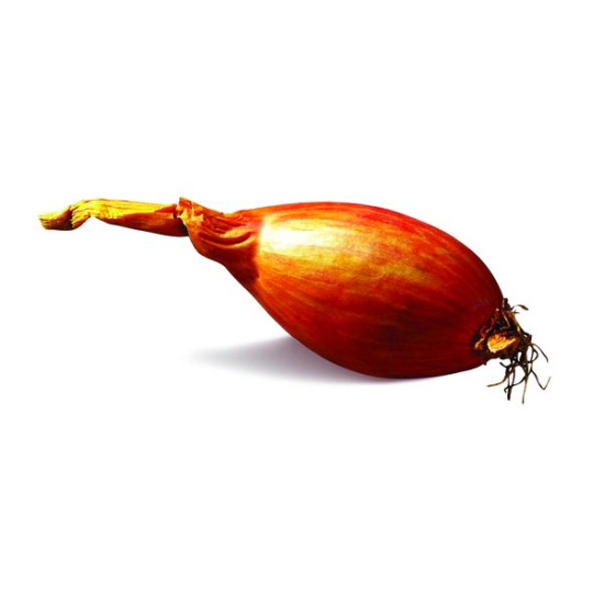 Echalotes longor 500g à planter de Bernard - pomme de terre  dans Oignon - Ail - echalote à semer
