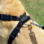 Harnais Securite Xlarge de Zolux - Produit pour animaux dans Harnais pour chien