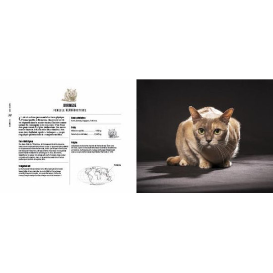 /Chats passionnément de Jardinerie Bordeaux Libourne Gironde dans 📘Livre et calendrier pour animaux