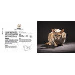 /Chats passionnément de Jardinerie Bordeaux Libourne Gironde dans 📘Livre et calendrier pour animaux