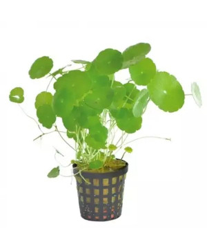 AP-HYDROCOTYLE VERTICILLATA 5CM EN POT de Aquafleur - Plantes aquarium dans Plantes d'aquariums