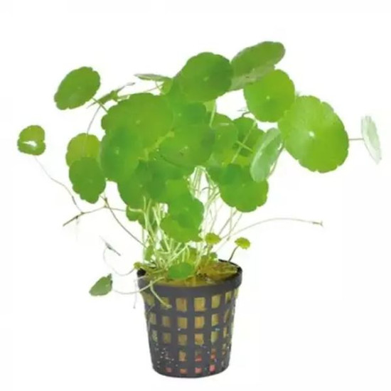 AP-HYDROCOTYLE VERTICILLATA 5CM EN POT de Aquafleur - Plantes aquarium dans Plantes d'aquariums
