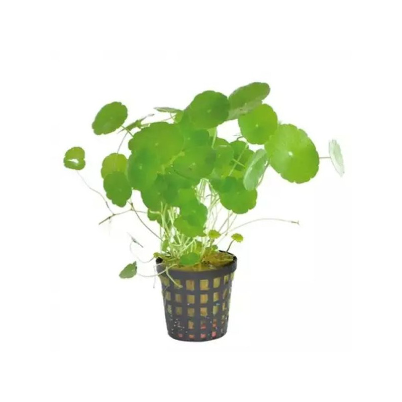 AP-HYDROCOTYLE VERTICILLATA 5CM EN POT de Aquafleur - Plantes aquarium dans Plantes d'aquariums