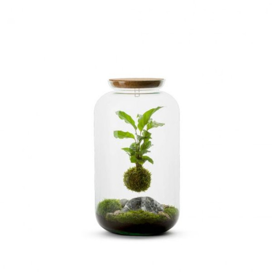 Terrarium bonbonne m - kokedama calathea susp de Jardinerie Bordeaux Libourne Gironde dans Bouteille terrarium