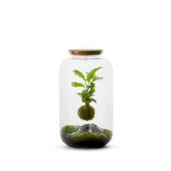 Terrarium bonbonne m - kokedama calathea susp de Jardinerie Bordeaux Libourne Gironde dans Bouteille terrarium