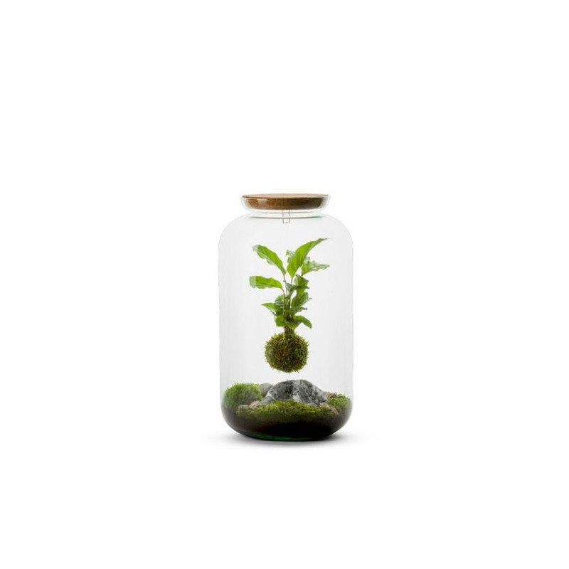 Terrarium bonbonne m - kokedama calathea susp de Jardinerie Bordeaux Libourne Gironde dans Bouteille terrarium