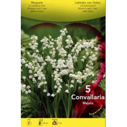 Convallaria. muguet blanc x5 bulbes à planter de Jardinerie Bordeaux Libourne Gironde dans Muguet en bulbes