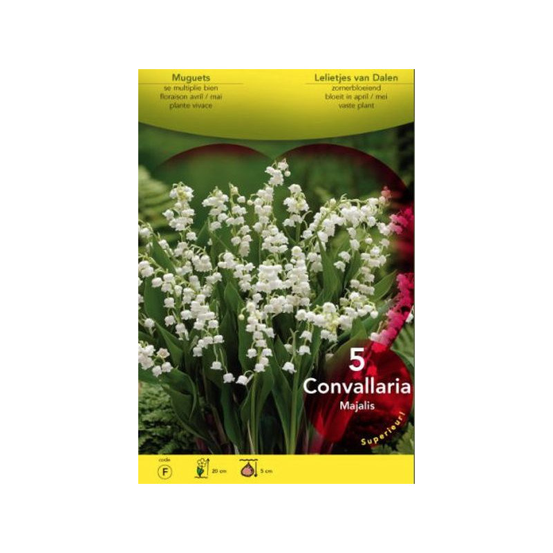 Convallaria. muguet blanc x5 bulbes à planter de Jardinerie Bordeaux Libourne Gironde dans Muguet en bulbes