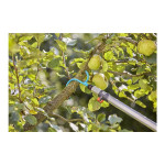 Crochet À Branche - Détache Fruit Gardena de Gardena - Arrosage goutte à goutte - Outillages  dans Outils Combi-system de Gar...