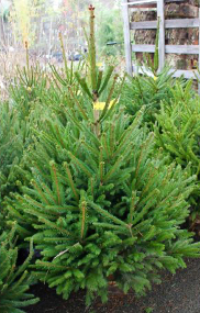 Sapin de Noël naturel épicéa coupe 80/100 Jaune Jardinerie Dupoirier