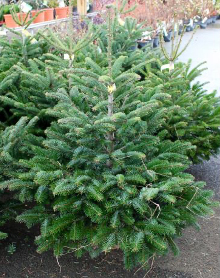 Sapin Nordmann coupe 80/100 Jaune/Blanc Jardinerie Dupoirier