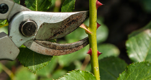 bien tailler les plantes