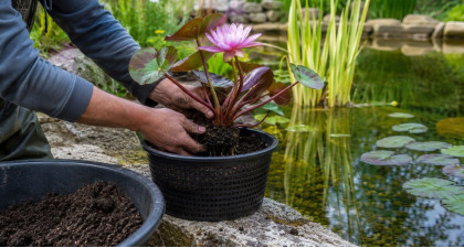 Quel substrat choisir pour les plantes aquatiques ?
