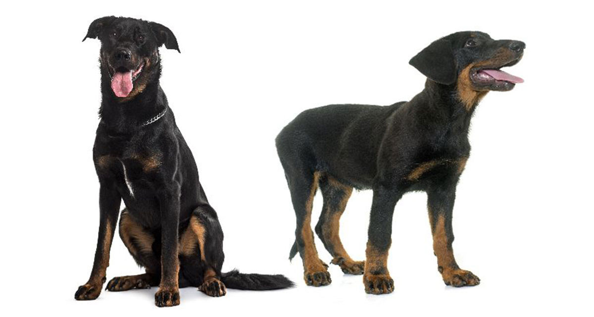 Focus et infos sur le Beauceron 