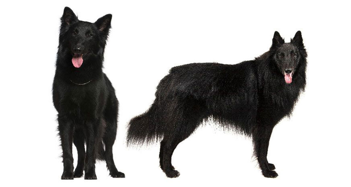 Focus et infos sur le Berger belge groenendael