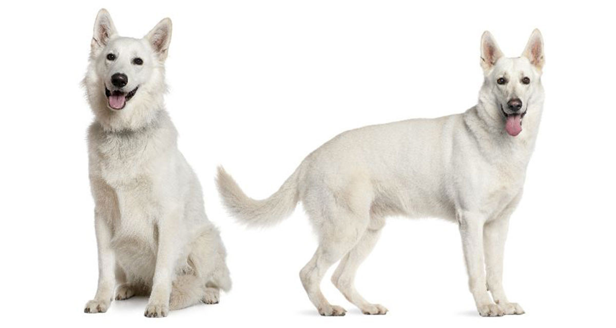 Focus et infos sur le Berger blanc