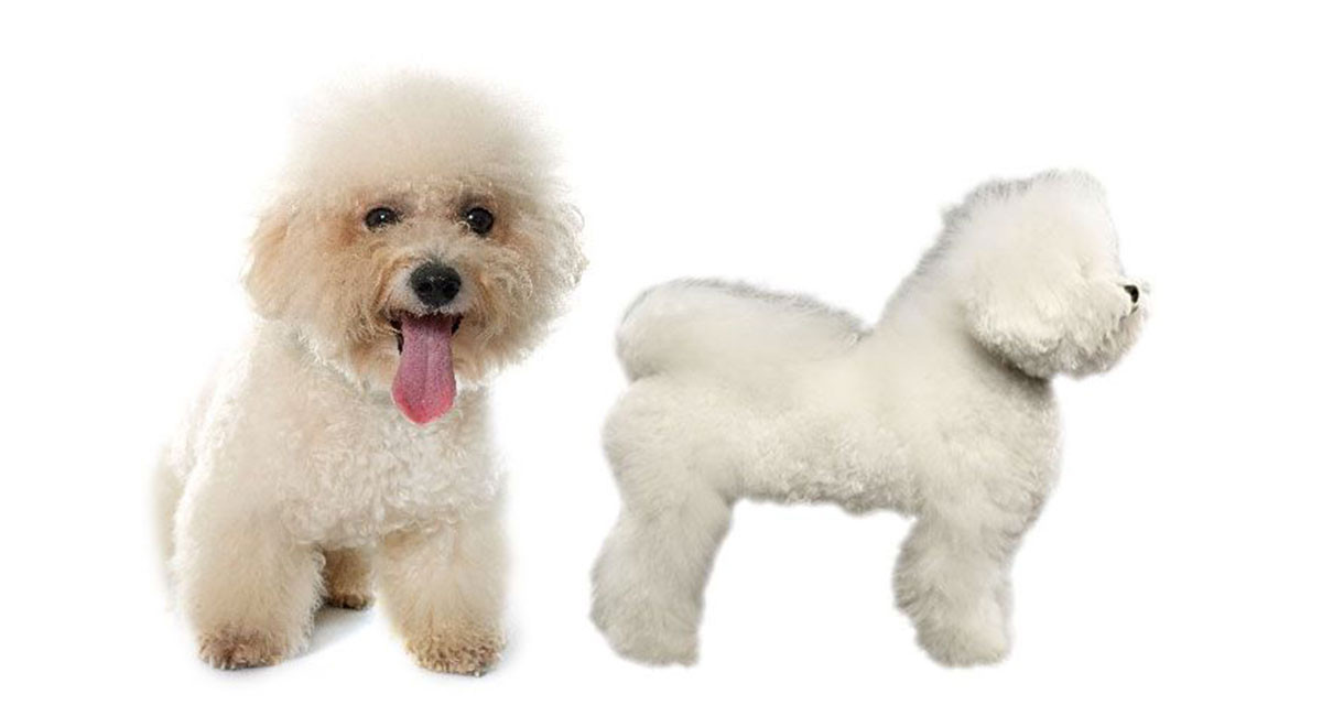 Focus et infos sur le Bichon &agrave; poil fris&eacute;