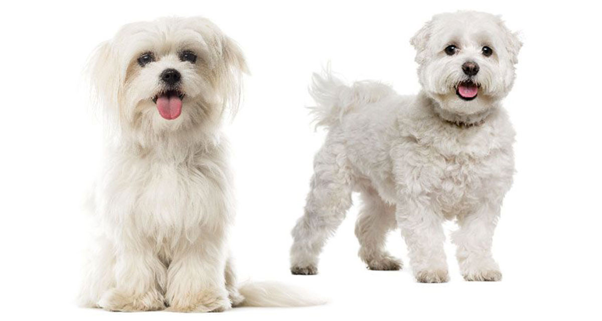 Focus et infos sur le Bichon maltais