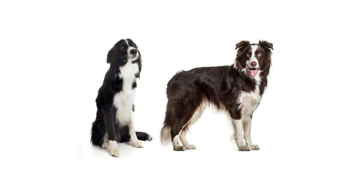 Focus et infos sur le Border collie