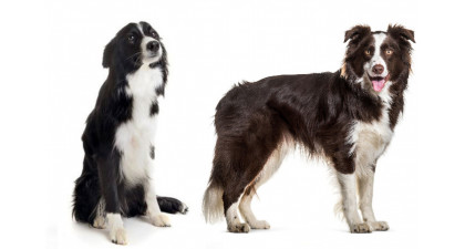 Focus et infos sur le Border collie