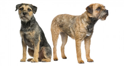 Focus et infos sur le Border terrier