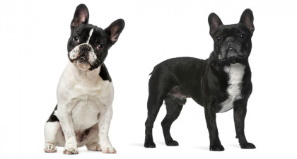 Focus et infos sur le Bouledogue fran&ccedil;ais