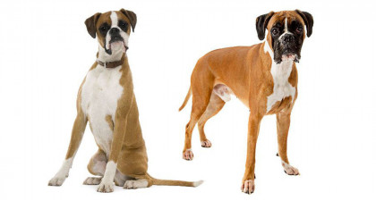 Focus et infos sur le Boxer