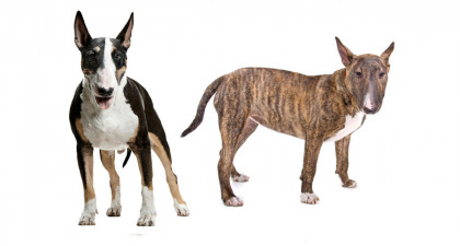 Focus et infos sur le Bull terrier