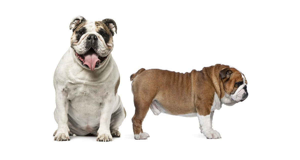 Focus et infos sur le Bulldog anglais