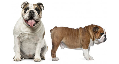 Focus et infos sur le Bulldog anglais