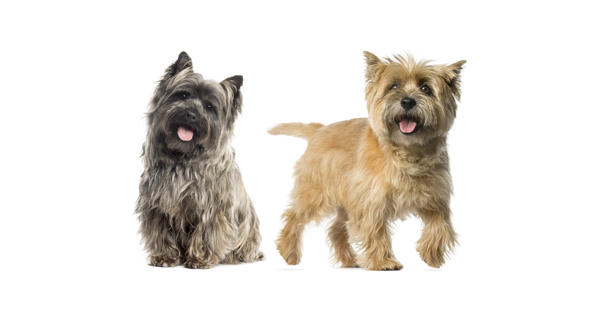 Focus et infos sur le Cairn terrier
