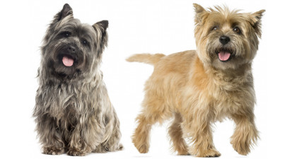 Focus et infos sur le Cairn terrier