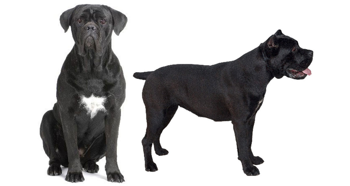 Focus et infos sur le Cane corso