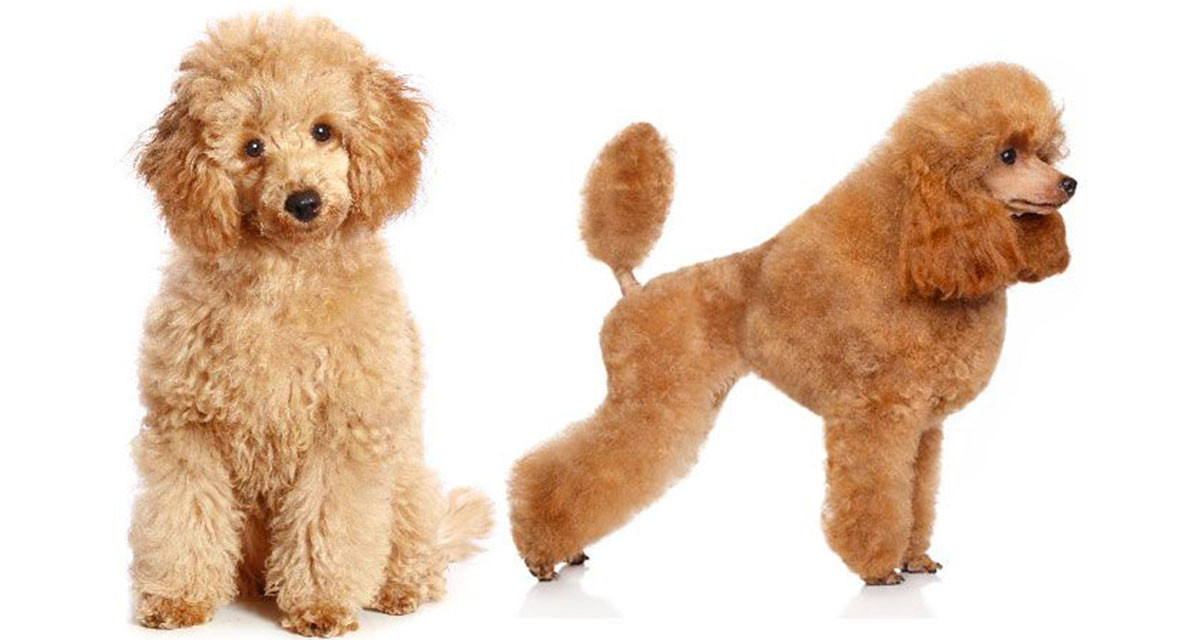 Focus et infos sur le Caniche