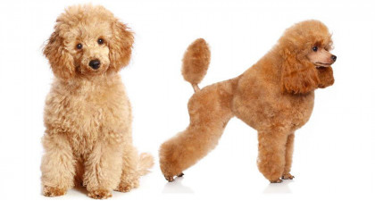 Focus et infos sur le Caniche