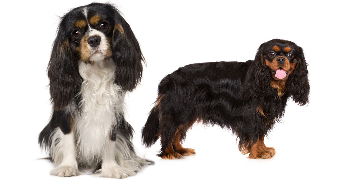 Focus et infos sur le Cavalier king charles