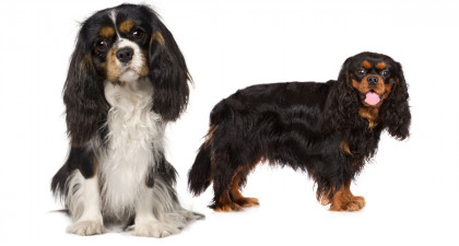 Focus et infos sur le Cavalier king charles