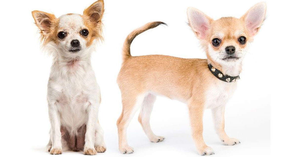 Focus et infos sur le Chihuahua