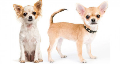 Focus et infos sur le Chihuahua