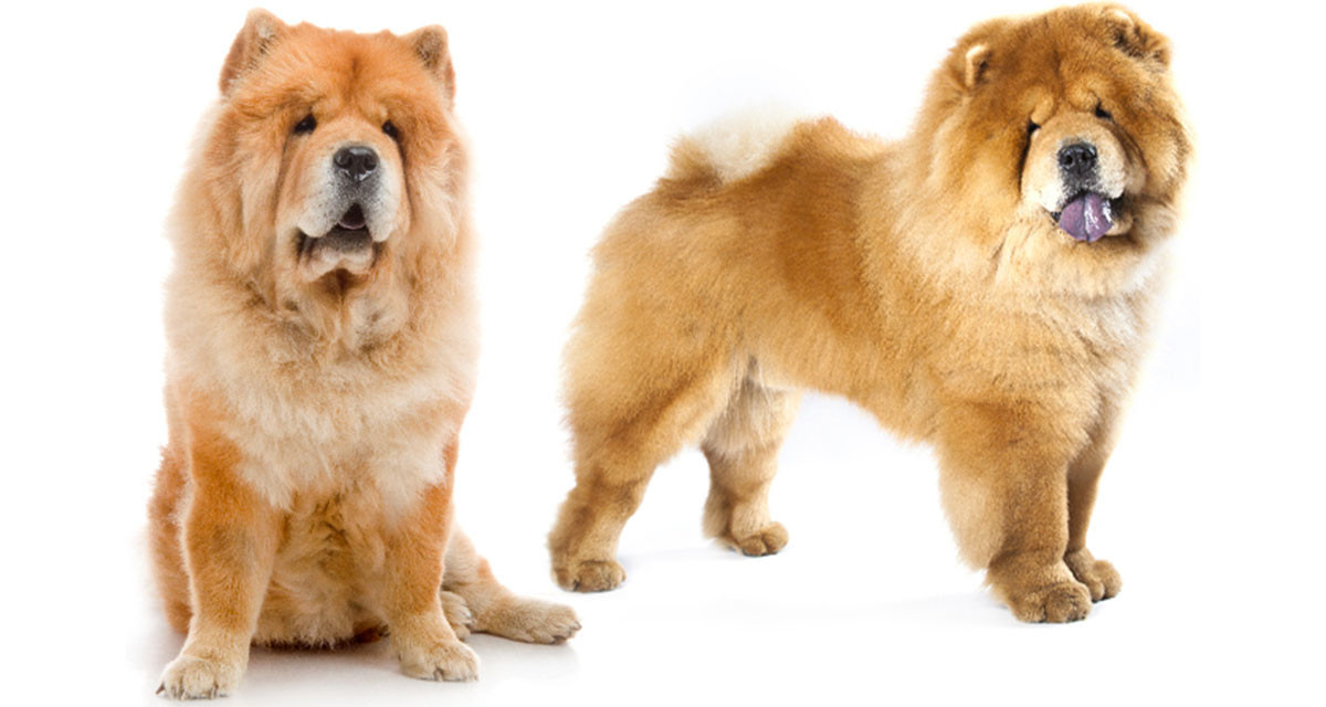 Focus et infos sur le Chow chow