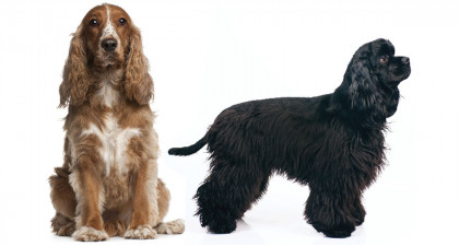 Focus et infos sur le Cocker am&eacute;ricain