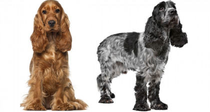 Focus et infos sur le Cocker anglais