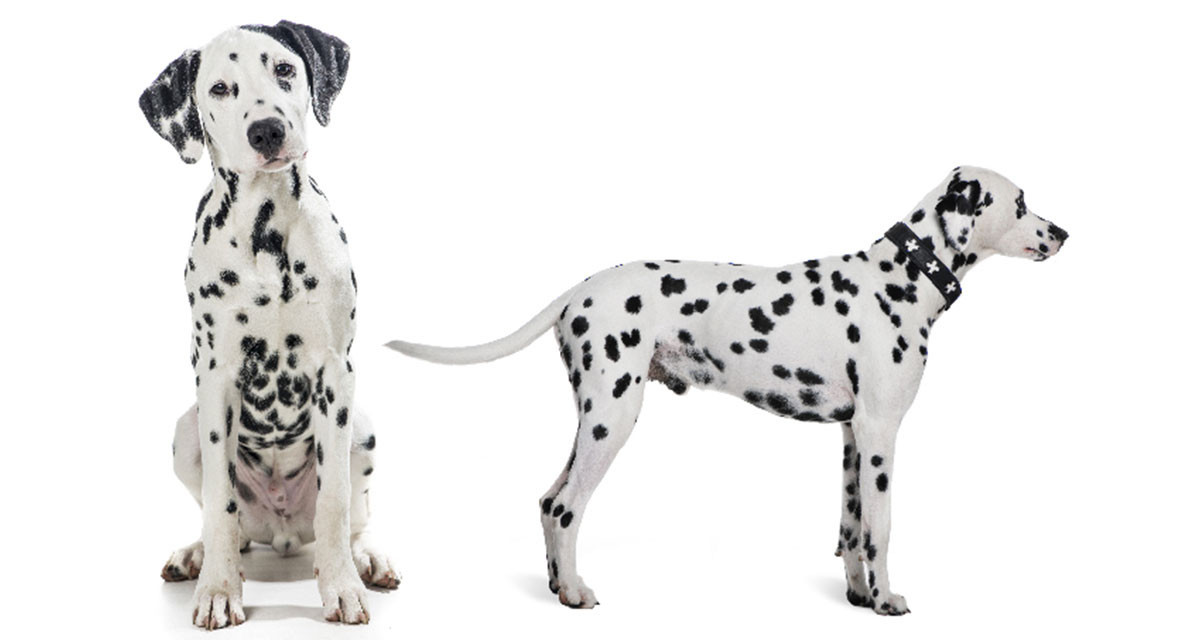 Focus et infos sur le Dalmatien