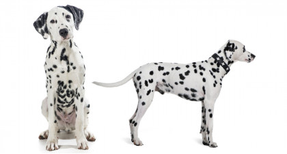Focus et infos sur le Dalmatien
