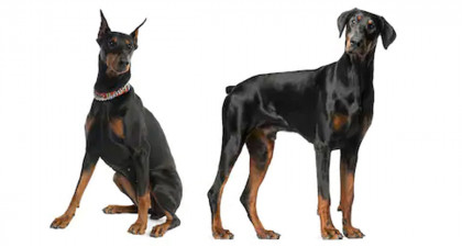 Focus et infos sur le Dobermann