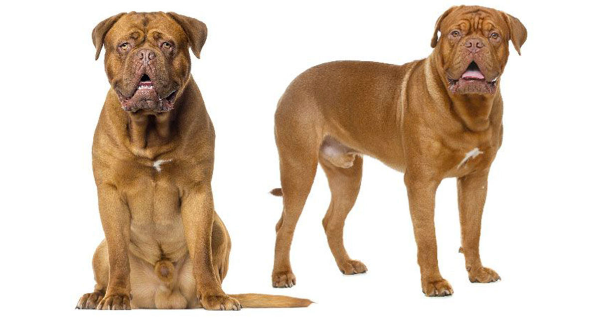 Focus et infos sur le Dogue de bordeaux