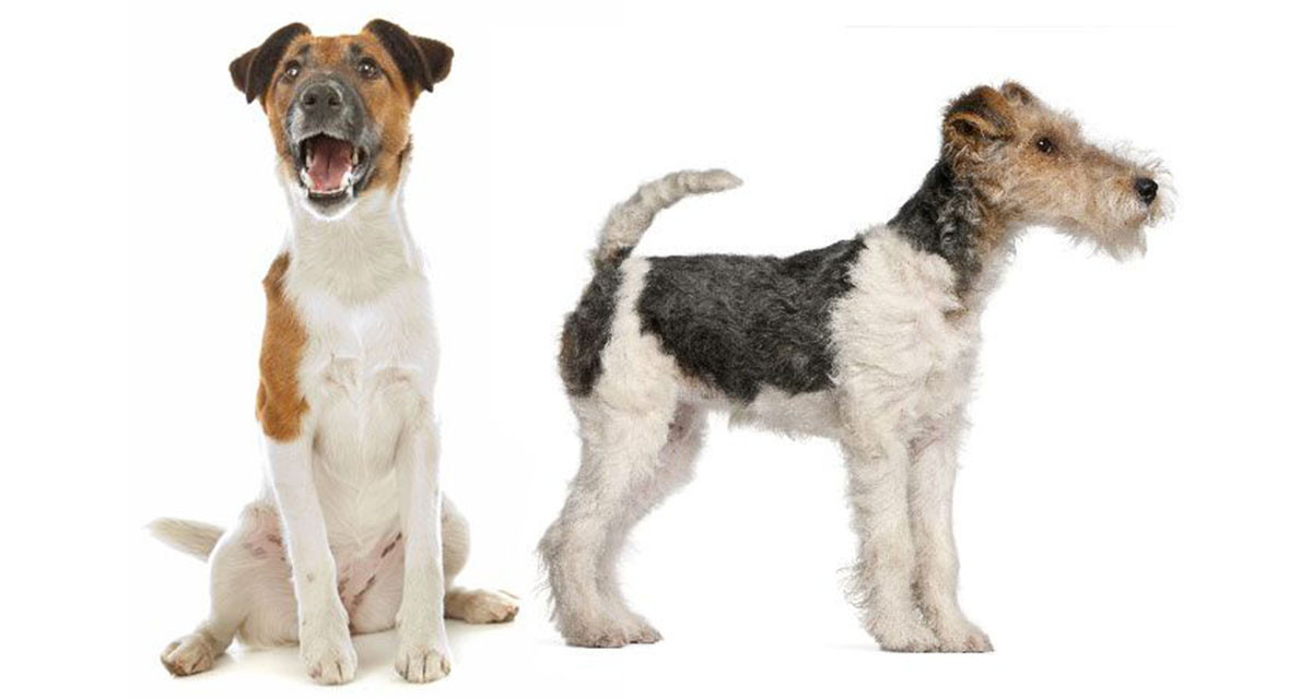 Focus et infos sur le Fox terrier